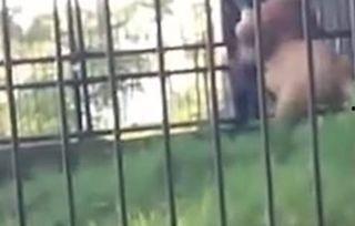 挑逗亚洲狮子视频,一场视觉盛宴